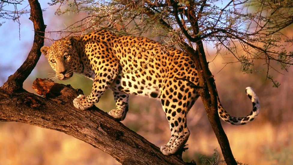 動物世界中的「生命走廊」：拯救南非獵豹的大膽計劃- BBC 英伦网