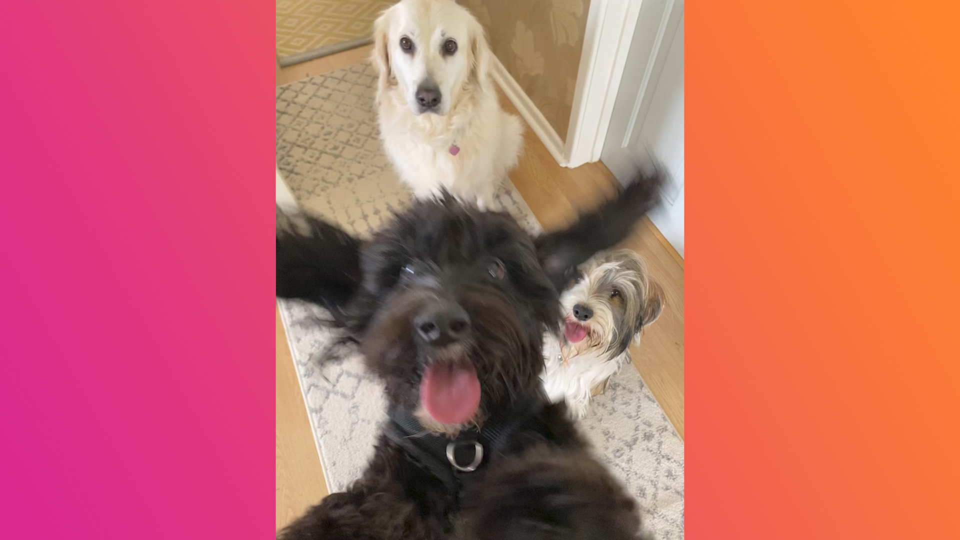 Comedy Pet Photo Awards: Check out this year's entries to the comedy