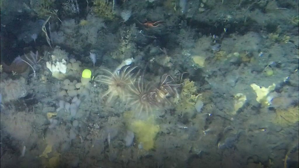 Antarctic seabed gets protection after reporter's submarine trip