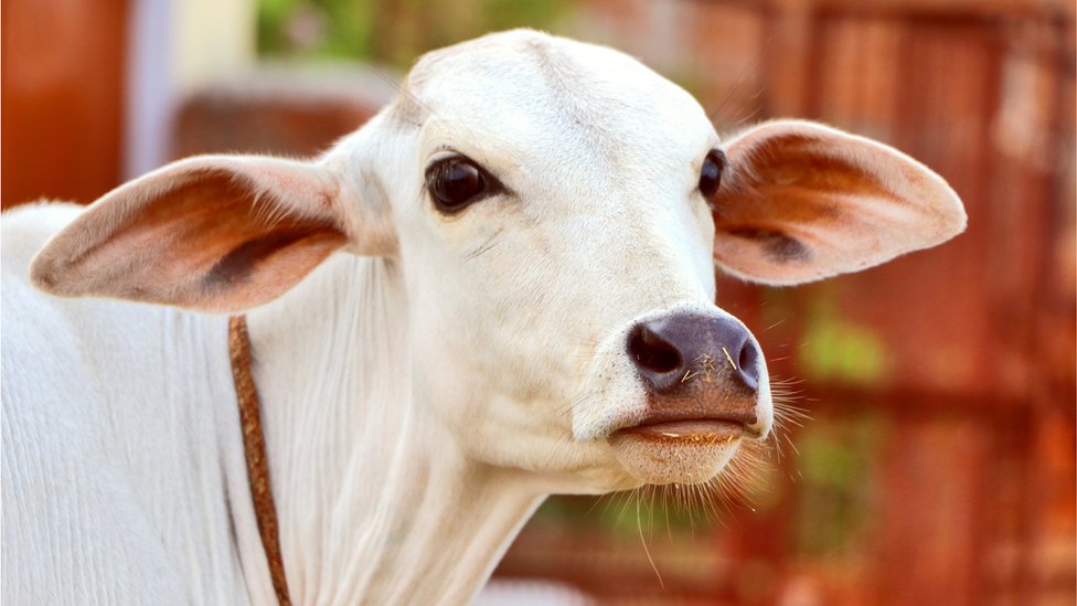 কোরবানির পশু নিয়ে বড়াই নয়