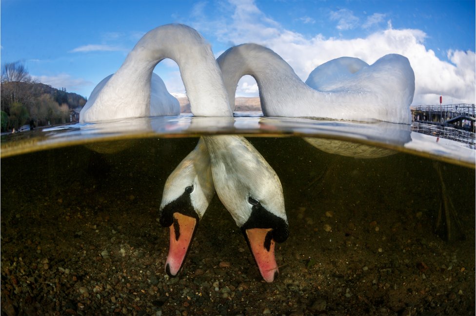 Dos cisnes alimentándose bajo el agua.