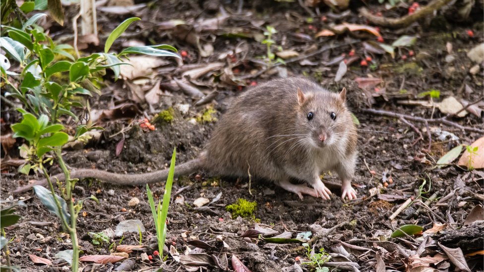 Megainfestação de ratos devasta fazendas na Austrália 