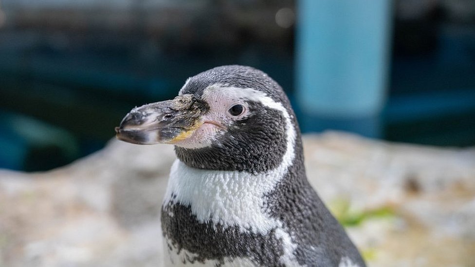 The penguins given world-first cataract surgery