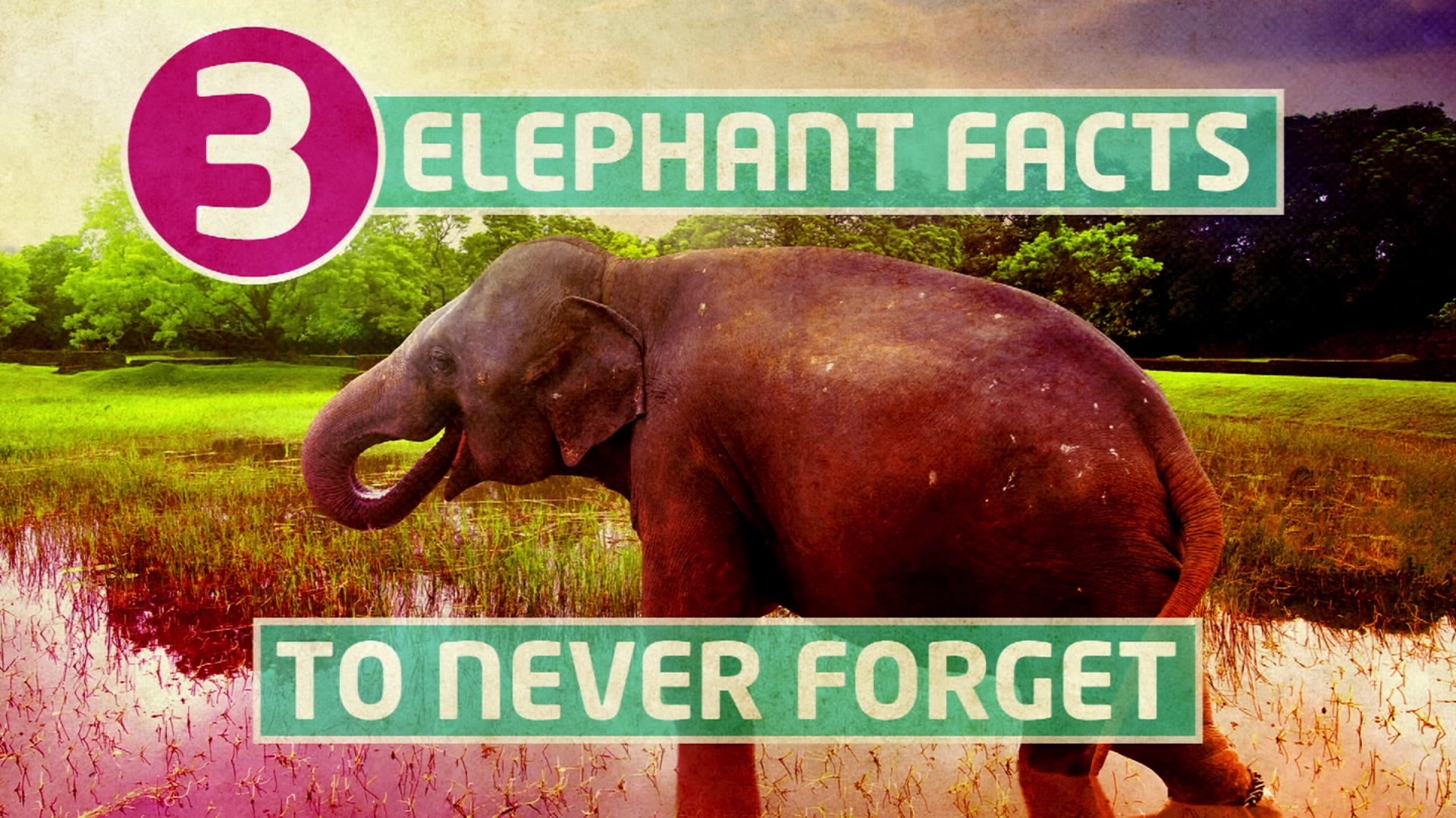 Three facts about elephants you won't want to forget - CBBC Newsround