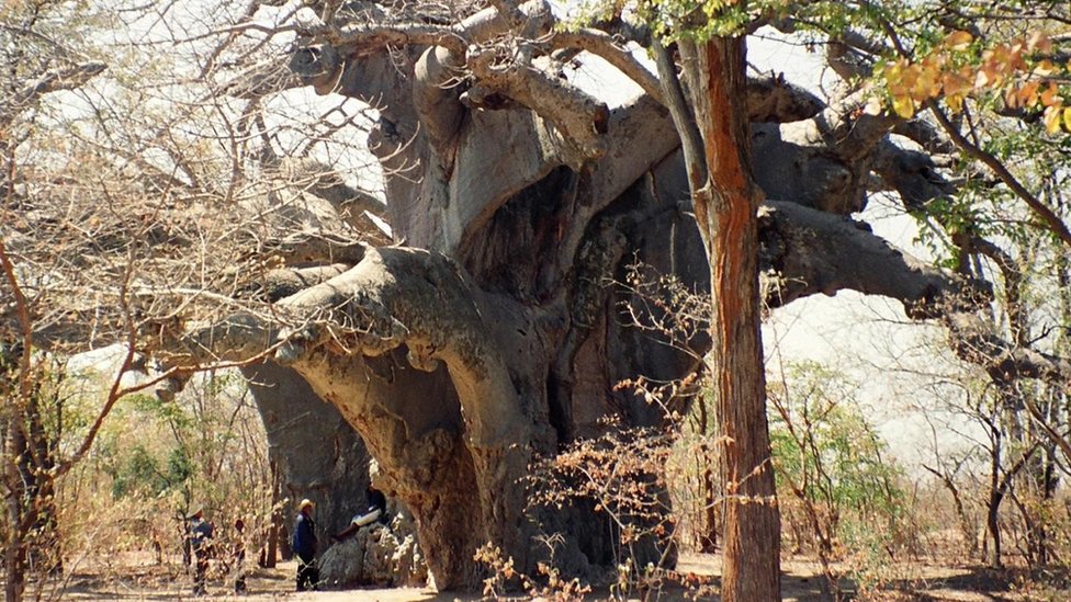 バオバブの古木が謎の大量枯死 紀元前の樹齢の木も - BBCニュース