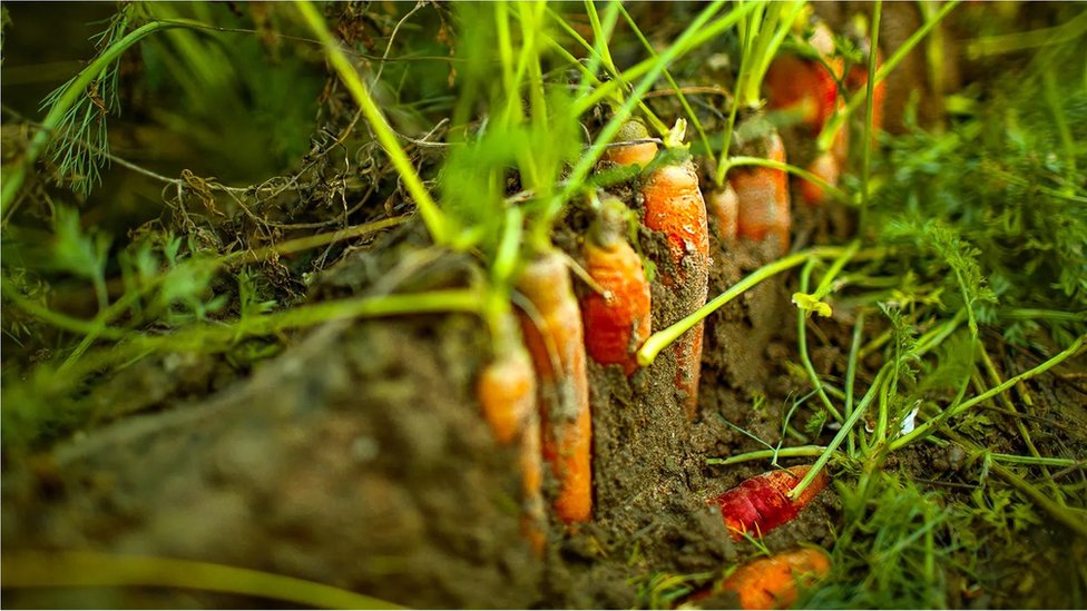 La pluie, principal facteur de biodiversité des champignons