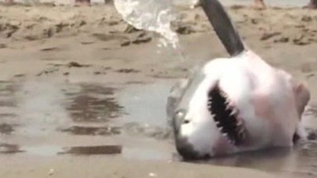 Great White Shark Rescued From Beach - CBBC Newsround