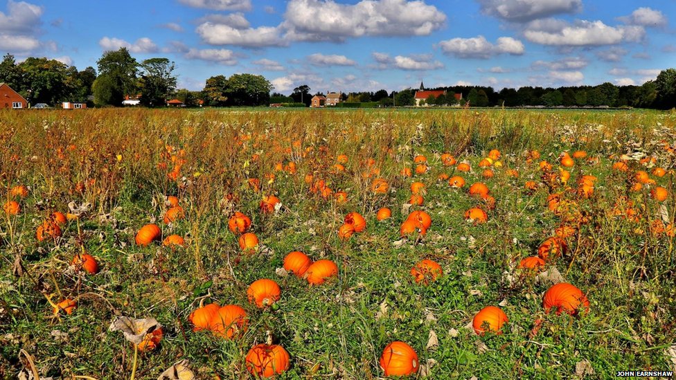 _85913185_3009pumpkins-ryther-nyorks-joh