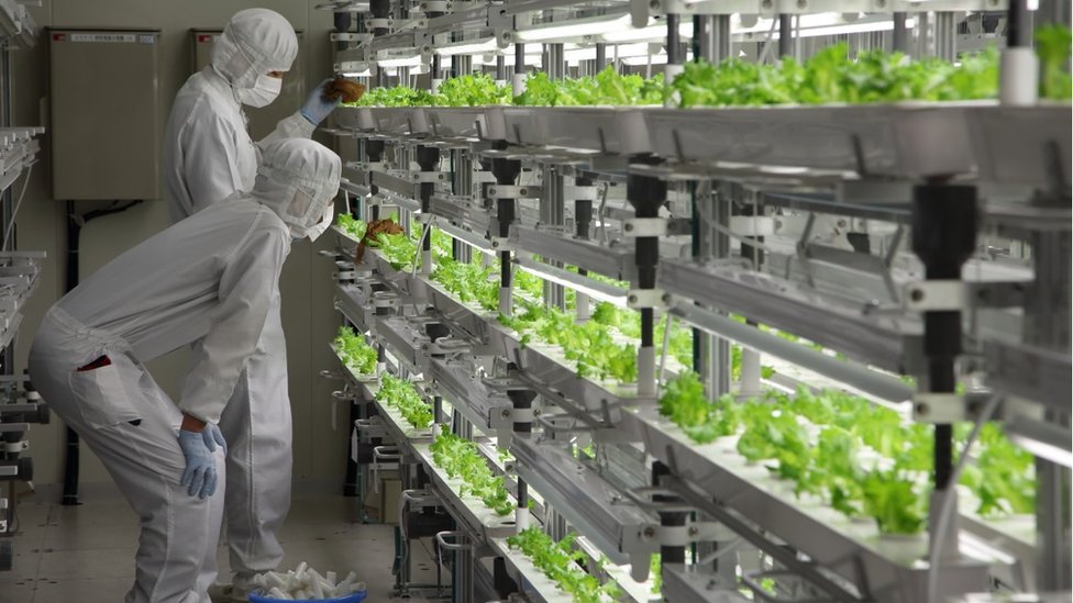 Scientists checking trays of hydroponic lettuces