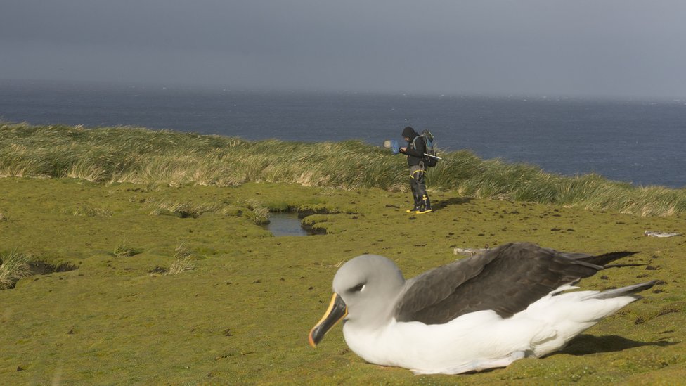 Científico y Albatros en Chile