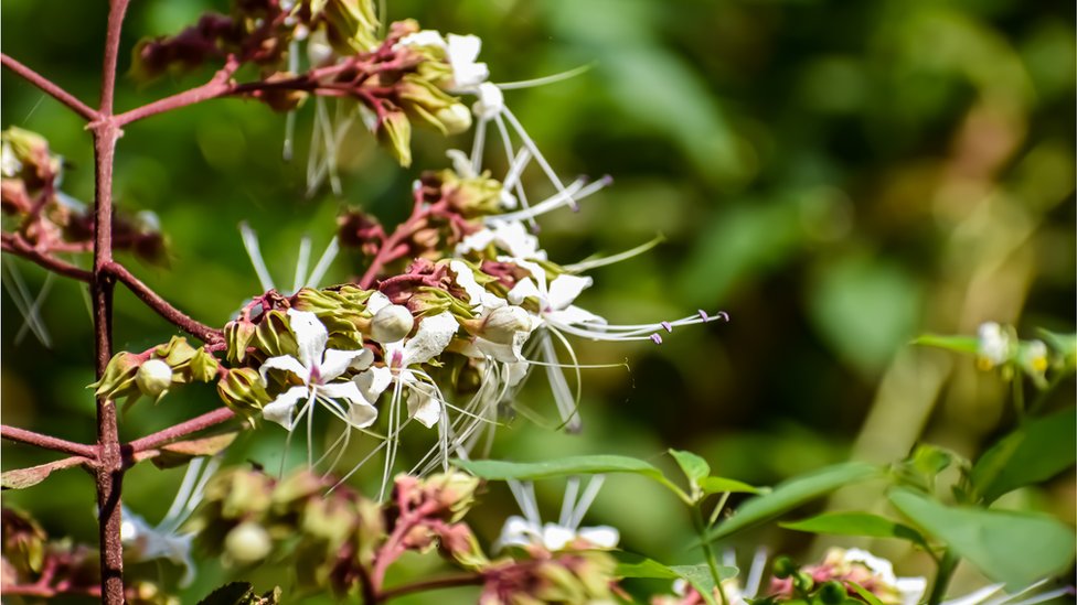 Vaginaga oxshash gul Vaginaga oxshash gul