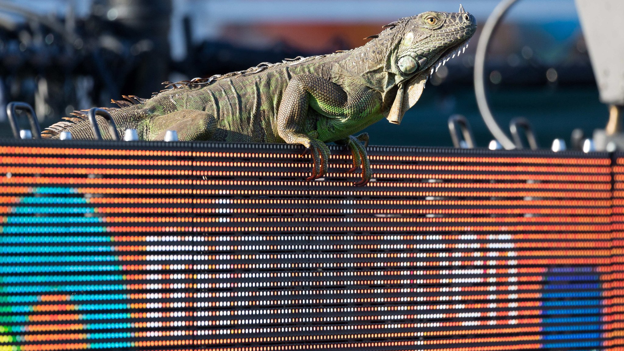 Miami Open: Iguana briefly stops play between Tommy Haas and Jiri Vesely