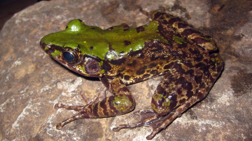 Odorrana Mutschmanni, seekor katak berwarna, ditemukan di sebuah hutan di timur laut Vietnam.