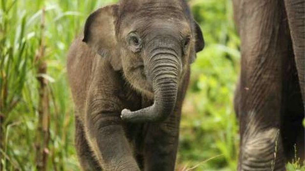 gajah