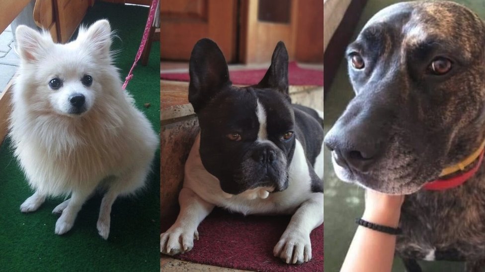 Brazilska fila - Razno  Pas moj prijatelj - Sve o psima na jednom