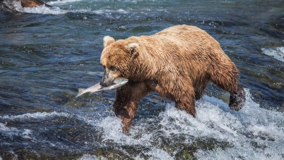 熊 今年最胖的熊”找到了棕熊越胖越好并非坏事- BBC News 中文