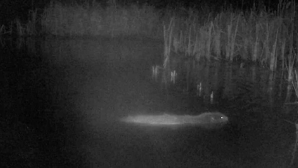 Stealth camera identifies beaver as garden vandal