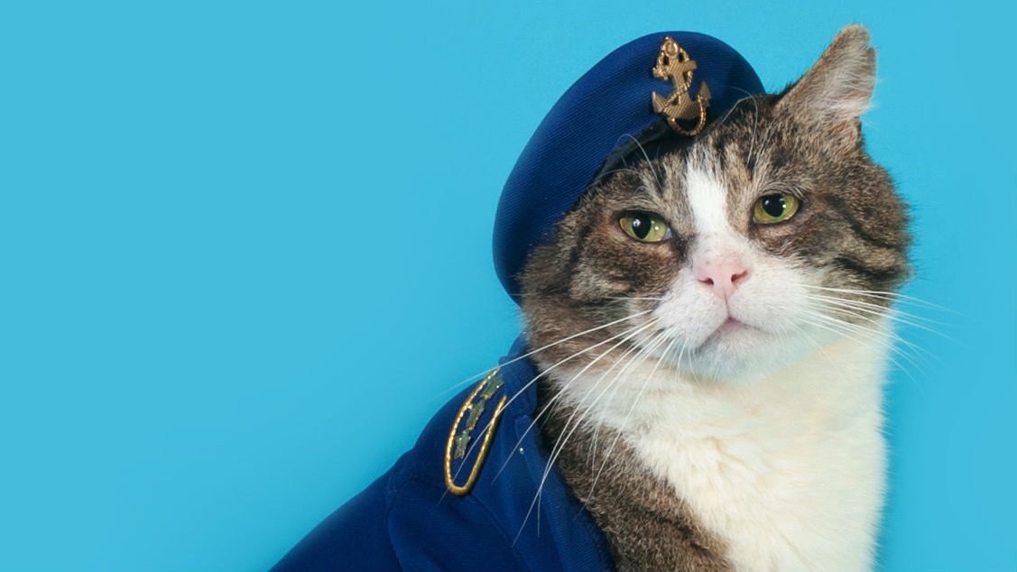 Британские коты на службе: коты-трудяги и коты-герои - BBC News Русская  служба