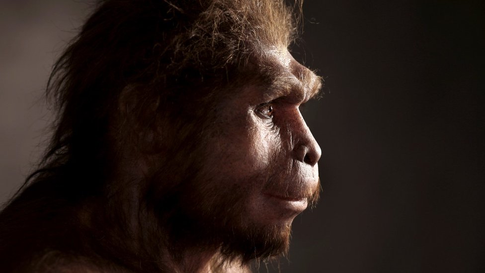Homo Erectus di Jawa hidup paling lama di dunia, bertahan hingga 100.000  tahun lalu - BBC News Indonesia
