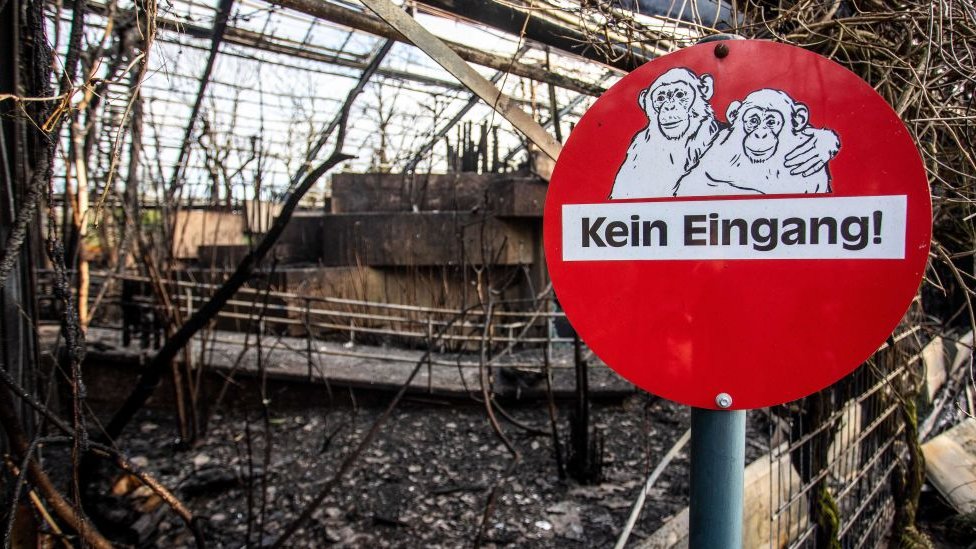Periódico Hoy - #PeriódicoHOY Farolillos voladores, causa del fuego en zoo  alemán con 30 animales muertos Berlín #ElMundoHOY