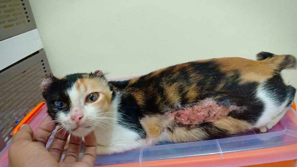 Kucing Dan Anjing Jalanan Yang Disiksa Apa Salah Kami Sehingga Dijahati Bbc News Indonesia