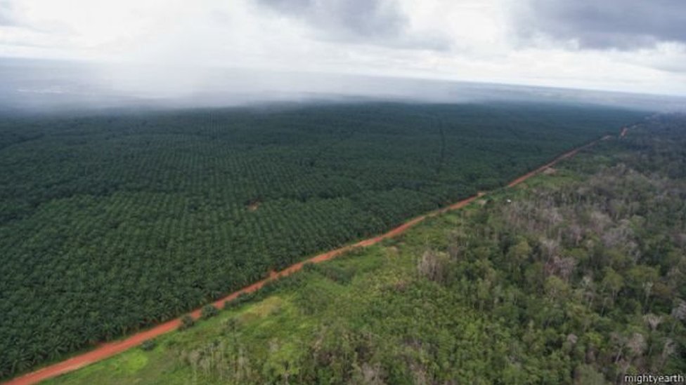hutan indonesia