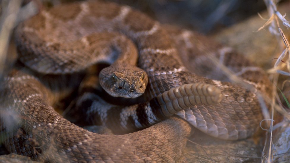 切り落とされたヘビの首が男性かむ 米テキサス州 cニュース