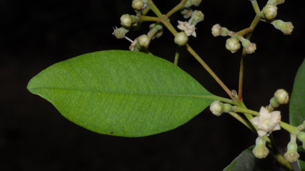 Ogil bolalar gey porno haqida