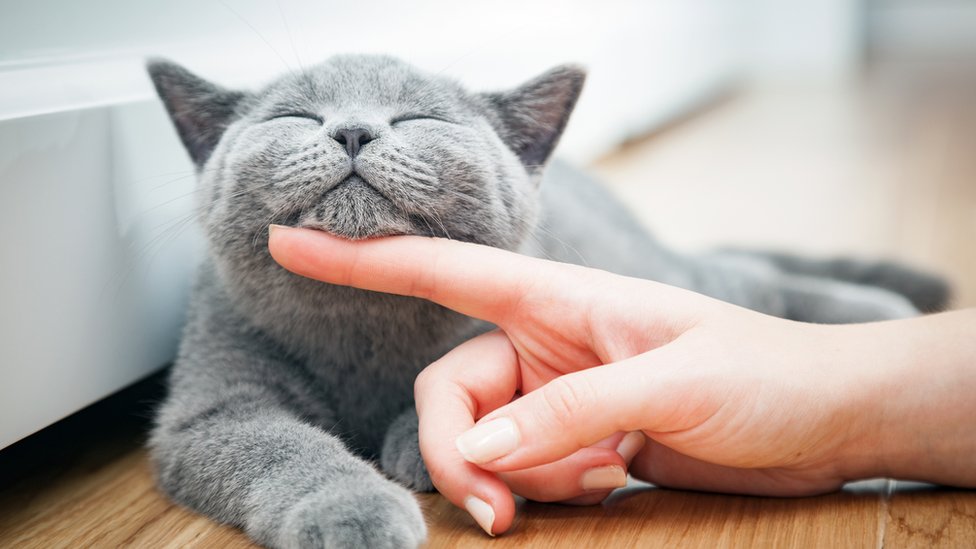 Cómo acariciar a un gato, según la ciencia (y cómo saber si de verdad lo disfruta) - BBC News