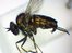 'Extinct' fly found in nature reserve