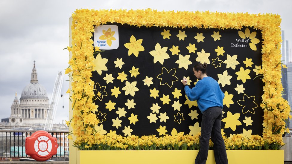 Wall of daffodils to remember lost loved ones