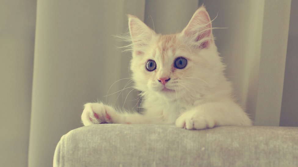 Kitten looking over top of sofa