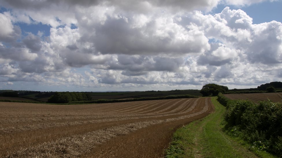 Plans for continuous line of hedge across county