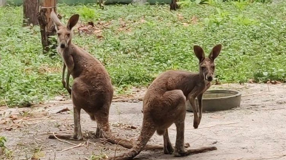 インドでカンガルー発見、密輸か 住民ら困惑 - BBCニュース