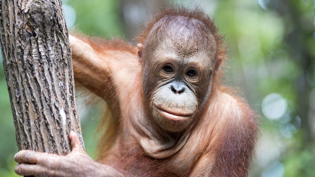 Biodiversity: UN report says ‘it is not too late’ to stop the world’s wildlife crisis - CBBC Newsround