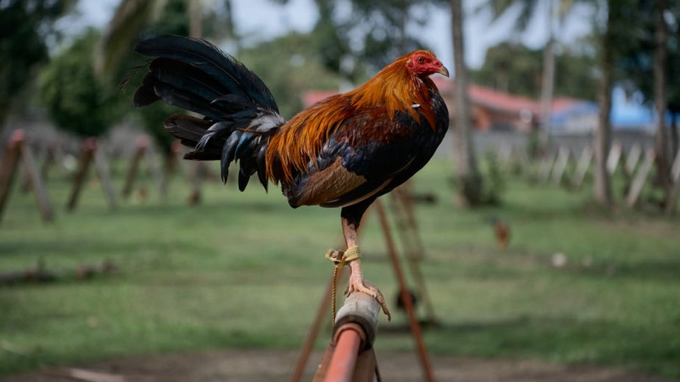 Jogos com RINHA DE GALO 