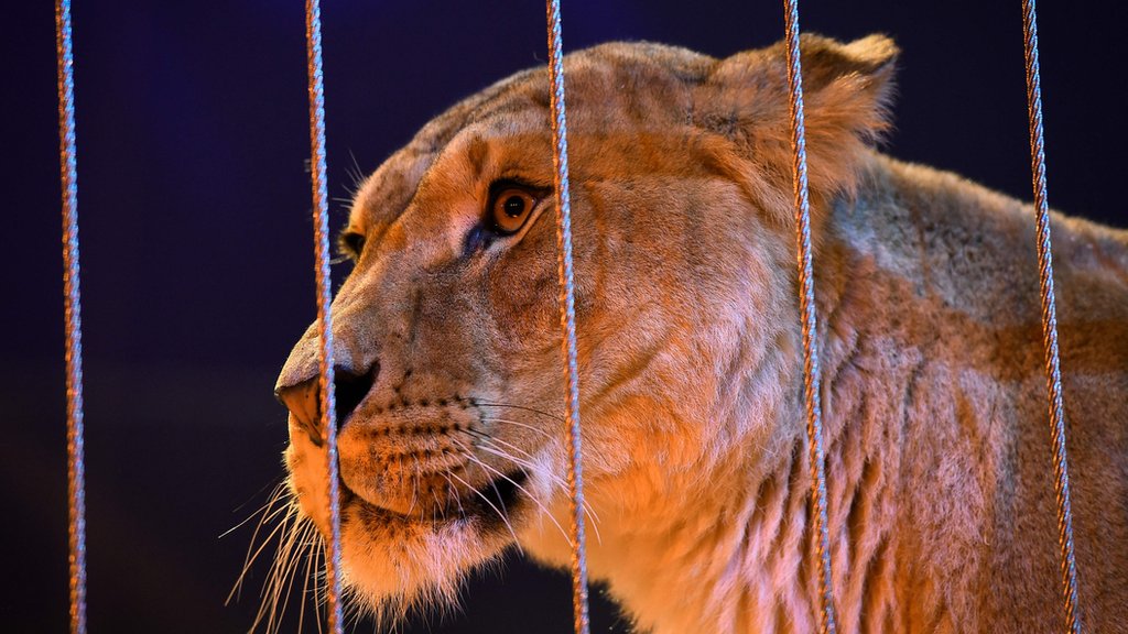 Wild animals in travelling circuses banned in Scotland CBBC Newsround