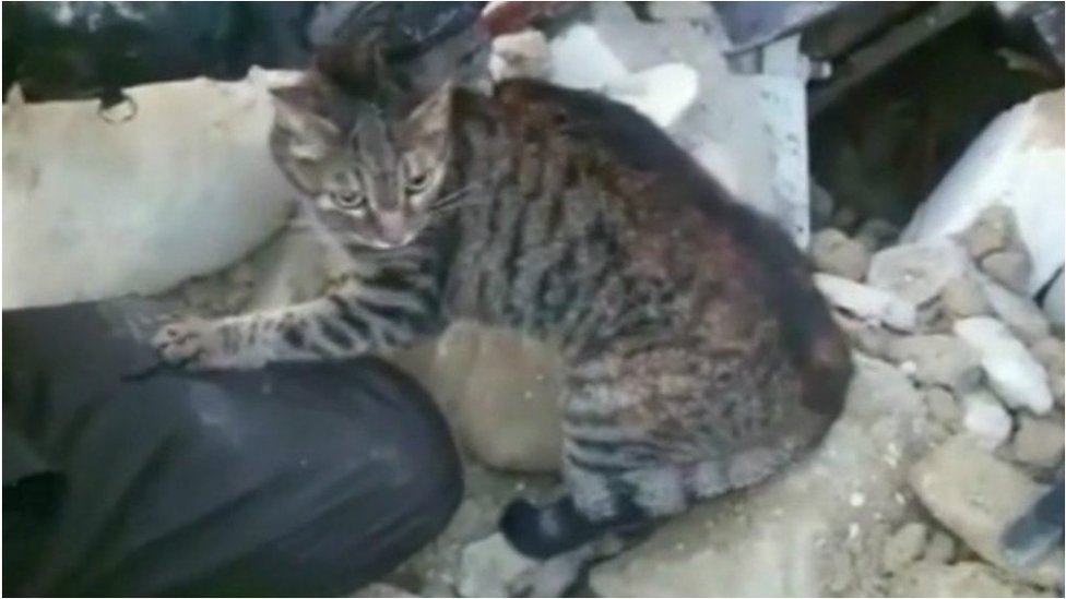 Bartkevich qizlarni jinsiy qullarga aylantirdi Turmushga chiqqan ayollarning erotik foto albomlari