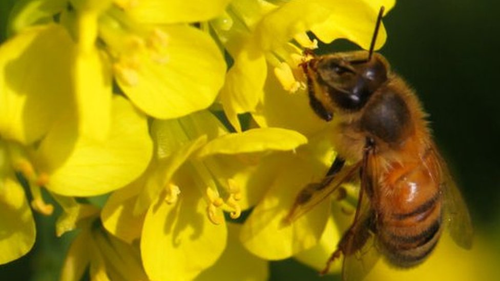 Ayollar analni korsatadilar