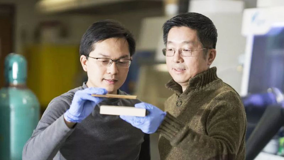 Profesores Liangbing Hu y Teng Li mostrando la supermadera, más fina, junto a un trozo de madera natural (Foto: gentileza Hua Xie)
