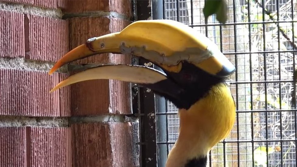 Uma espécie rara de rato gigante é apanhada pela primeira vez nas câmaras