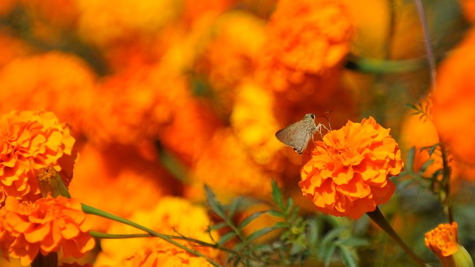 Jinsiy aloqa orqali shifo