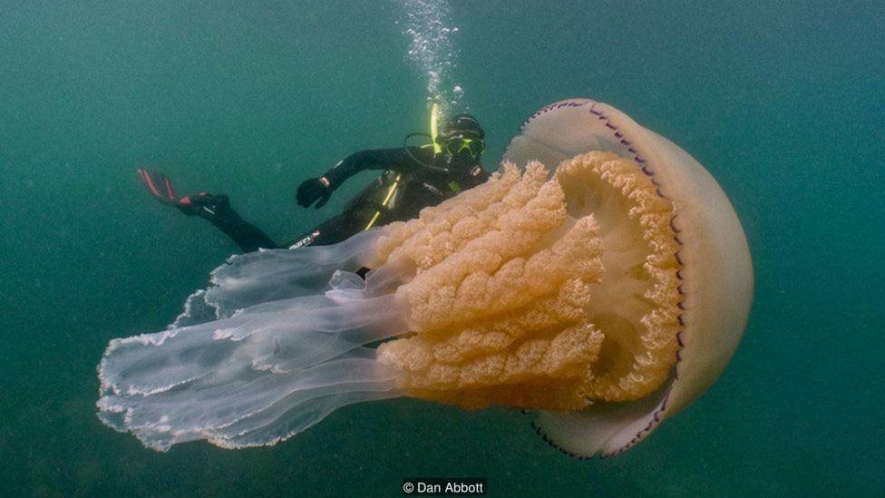 Cuộc gặp bất ngờ với sứa khổng lồ ở ngoài khơi Cornwall, Anh - BBC News  Tiếng Việt