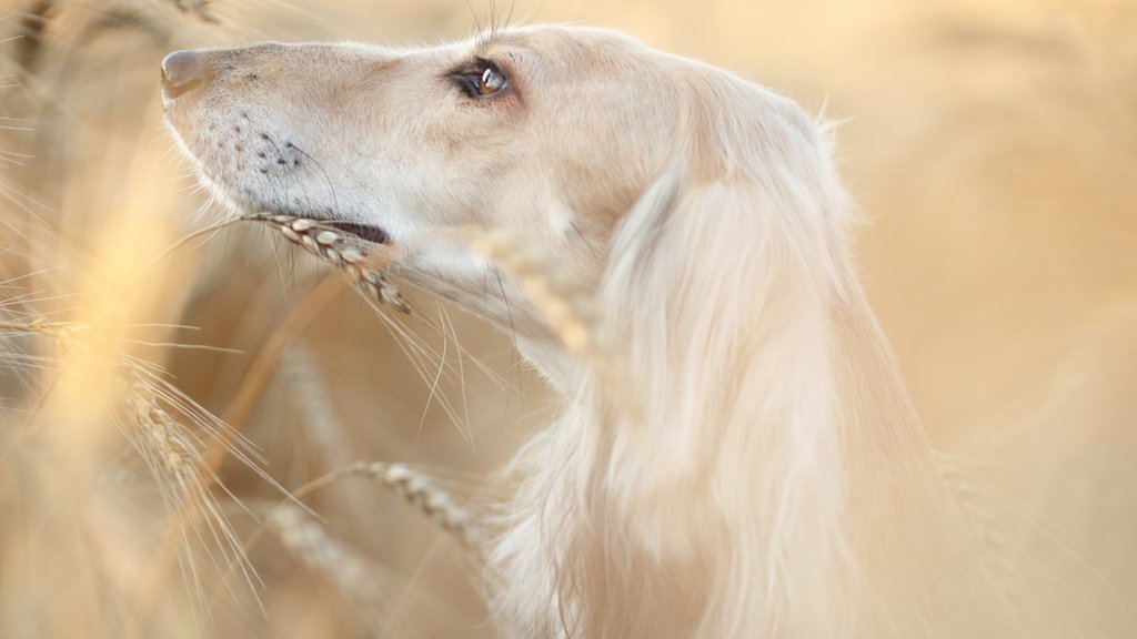 Орыс порно кастинг