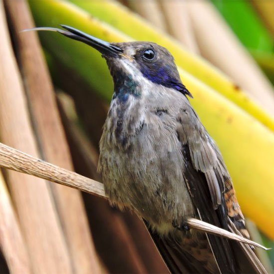 Colibrí con parte de su lengua expuesta. (Foto: gentileza de Alejandro Rico-Guevara)