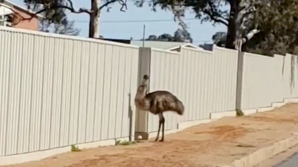 Australia drought: New South Wales town 'mobbed' by thirsty emus