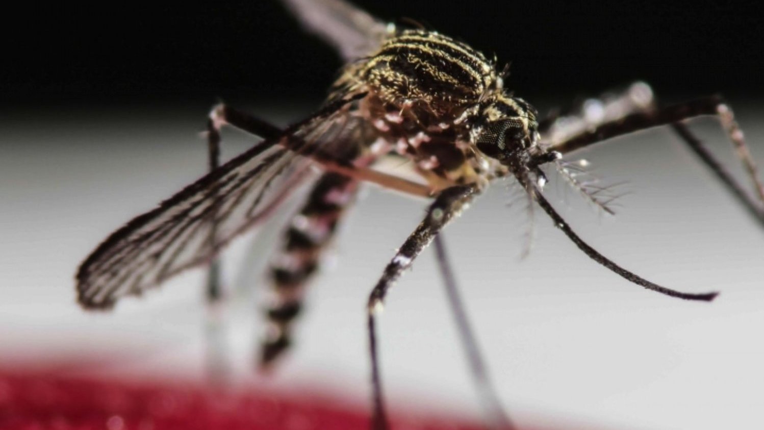 Quais os sintomas da dengue e como diferenciá-la da variante ômicron da  covid-19 - BBC News Brasil