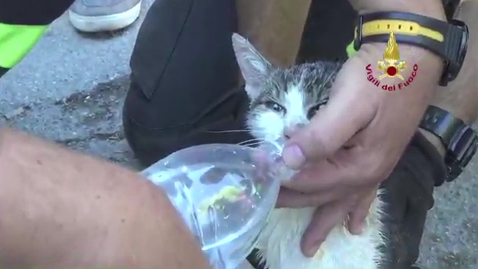 イタリア地震 猫の ジョイア 発見に歓喜 cニュース