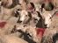 Summit over 'critical' lamb price