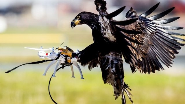birds attacking drones